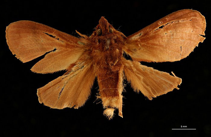 /filer/webapps/moths/media/images/G/gamma_Taragama_HT_RBINSb.jpg