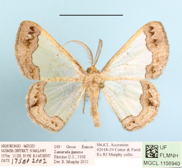 /filer/webapps/moths/media/images/G/gamma_Zamarada_A_MGCLa_01.JPG