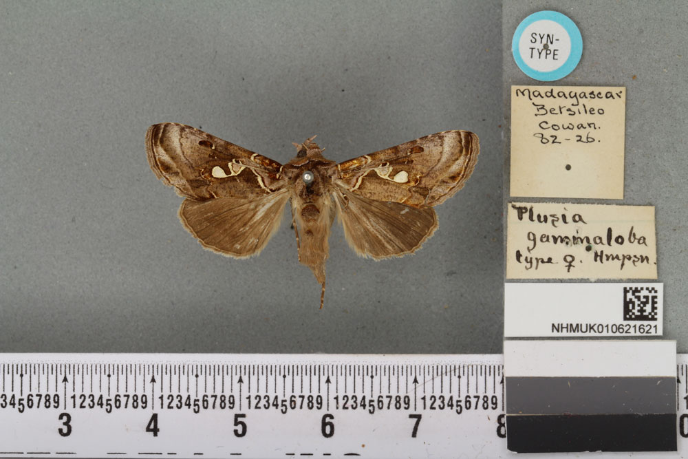 /filer/webapps/moths/media/images/G/gammaloba_Plusia_STF_BMNHa.jpg