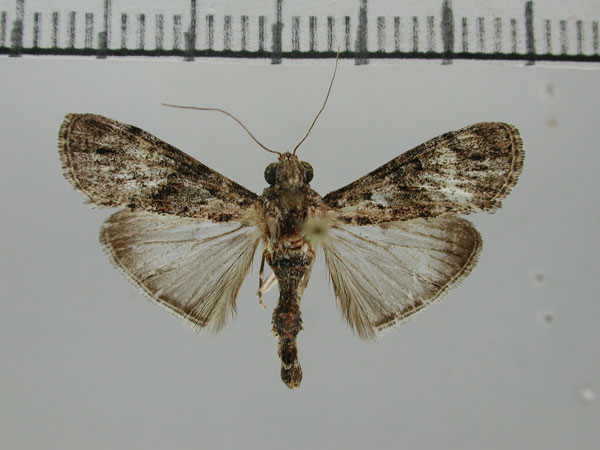 /filer/webapps/moths/media/images/G/gamsbergpastalis_Salma_HT_ZHMB.jpg