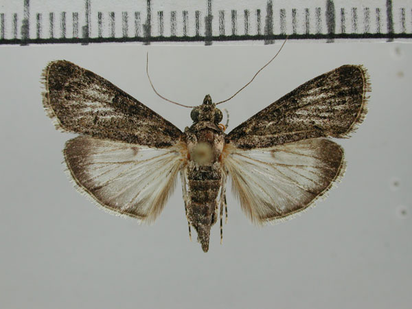 /filer/webapps/moths/media/images/G/gamsbergpastalis_Salma_PT_ZHMB.jpg