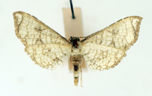 /filer/webapps/moths/media/images/G/gangaba_Hypolamprus_AF_TMSA.jpg