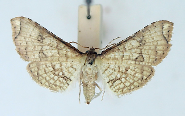 /filer/webapps/moths/media/images/G/gangaba_Hypolamprus_AM_TMSA.jpg