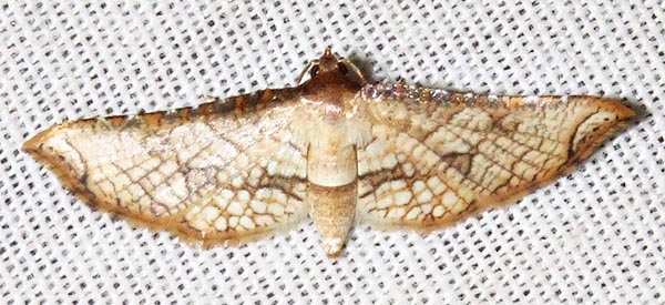 /filer/webapps/moths/media/images/G/gangaba_Hypolamprus_A_Braun_3.jpg