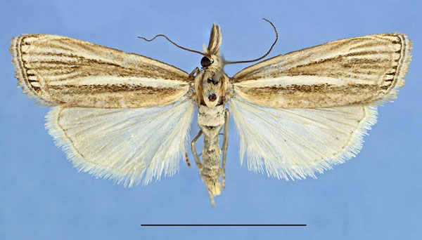 /filer/webapps/moths/media/images/G/gangraensis_Ancylogastra_PTM_SMNH.jpg