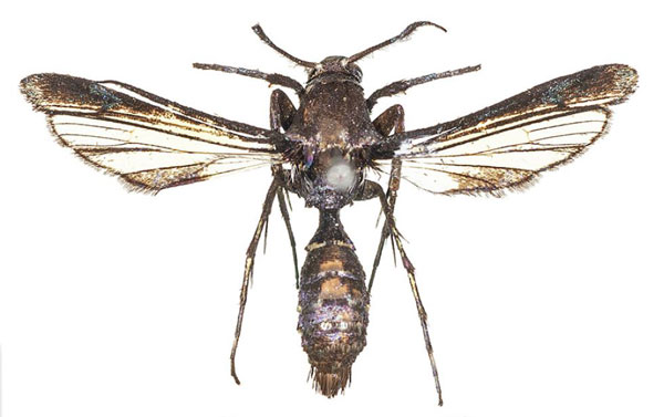 /filer/webapps/moths/media/images/G/gansoni_Similipepsis_HT_COGMa.jpg