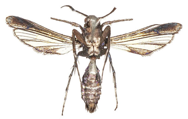 /filer/webapps/moths/media/images/G/gansoni_Similipepsis_HT_COGMb.jpg