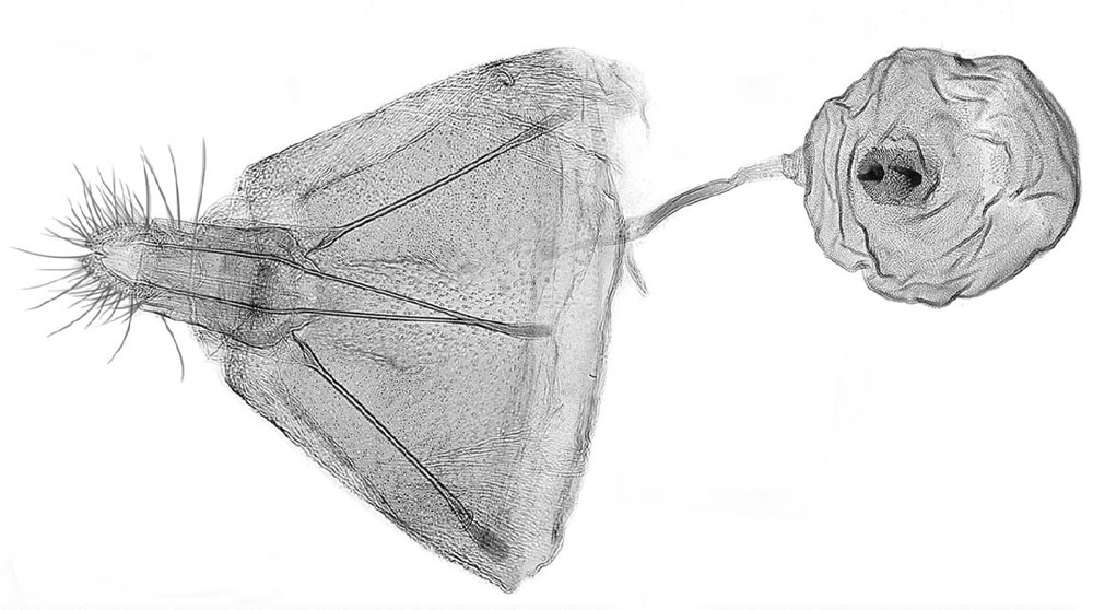 /filer/webapps/moths/media/images/G/garcinivora_Thylacogaster_GFPT_USNM.jpg