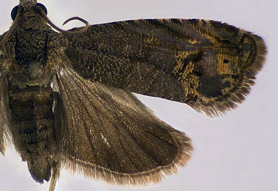 /filer/webapps/moths/media/images/G/garcinivora_Thylacogaster_PTF_USNM.jpg