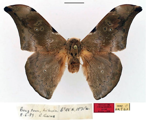 /filer/webapps/moths/media/images/G/garmsi_Orthogonioptilum_HT_RBINS_01.jpg