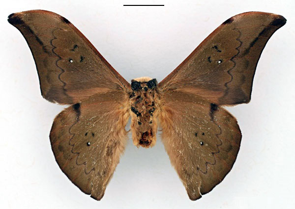/filer/webapps/moths/media/images/G/garmsi_Orthogonioptilum_HT_RBINS_02.jpg