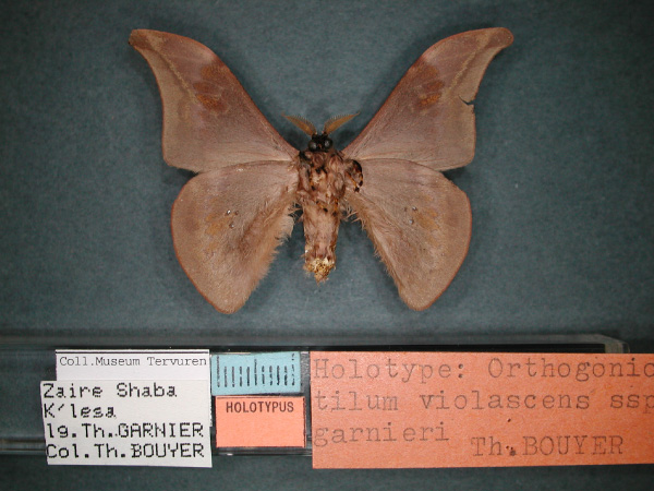 /filer/webapps/moths/media/images/G/garnieri_Orthogonioptilum_HT_RMCA_02.jpg