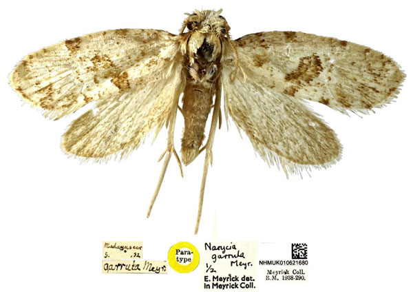 /filer/webapps/moths/media/images/G/garrula_Narycia_PTM_NHMUK.jpg