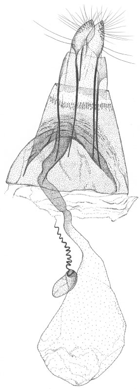 /filer/webapps/moths/media/images/G/gato_Phyllonorycter_GF_DePrins3752.jpg