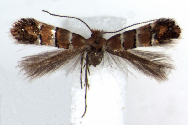 /filer/webapps/moths/media/images/G/gato_Phyllonorycter_HT_RMCA.jpg