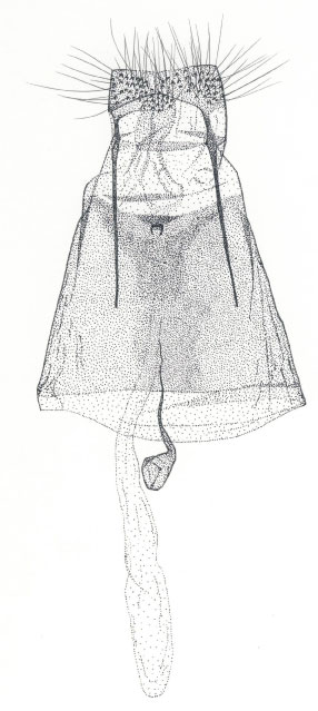 /filer/webapps/moths/media/images/G/gautengi_Porphyrosela_GF_DePrins3741.jpg