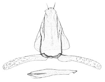 /filer/webapps/moths/media/images/G/gautengi_Porphyrosela_GM_DePrins3506.jpg