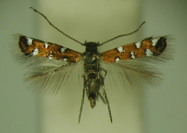 /filer/webapps/moths/media/images/G/gautengi_Porphyrosela_PT_TMSA_01.jpg