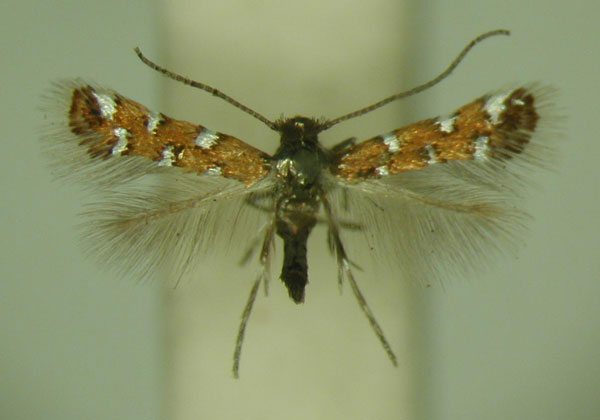 /filer/webapps/moths/media/images/G/gautengi_Porphyrosela_PT_TMSA_02.jpg