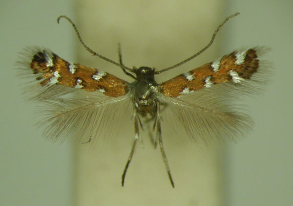 /filer/webapps/moths/media/images/G/gautengi_Porphyrosela_PT_TMSA_03.jpg