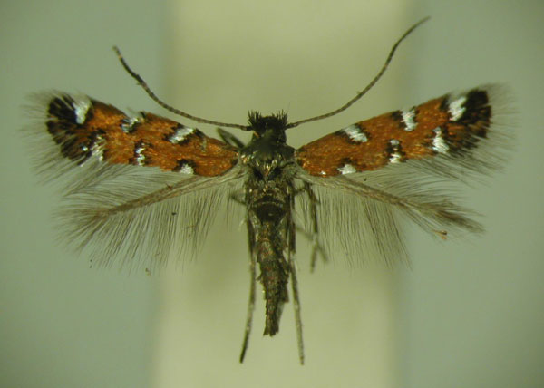 /filer/webapps/moths/media/images/G/gautengi_Porphyrosela_PT_TMSA_04.jpg