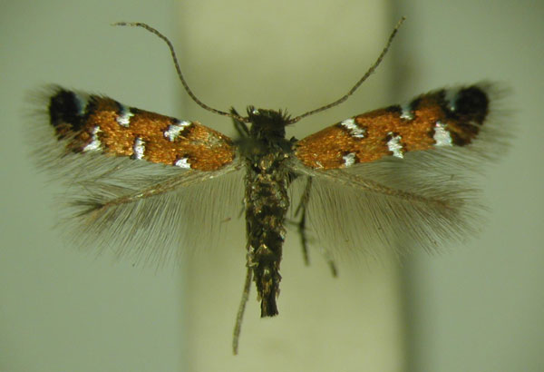 /filer/webapps/moths/media/images/G/gautengi_Porphyrosela_PT_TMSA_05.jpg