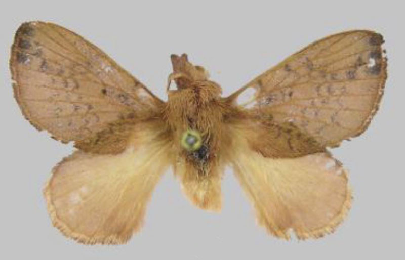 /filer/webapps/moths/media/images/G/gavinfilippone_Rhynchobombyx_HT_RMCA.jpg