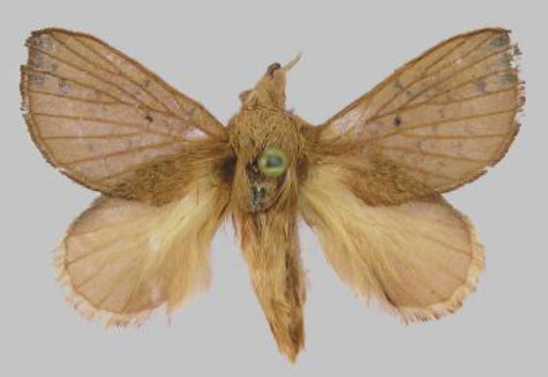 /filer/webapps/moths/media/images/G/gavinfilippone_Rhynchobombyx_PTM_RMCA.jpg