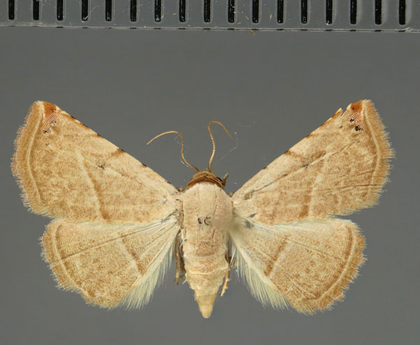 /filer/webapps/moths/media/images/G/gayneri_Eublemma_AM_Fiebig.jpg