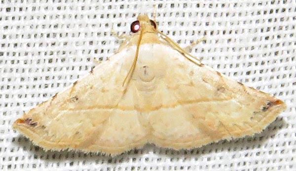 /filer/webapps/moths/media/images/G/gayneri_Eublemma_A_Braun_10.jpg