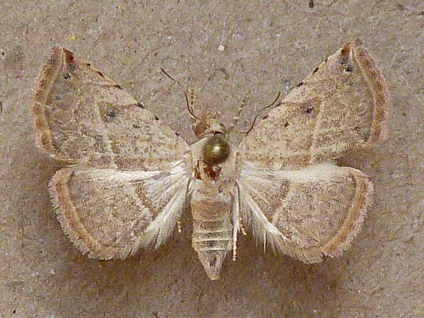 /filer/webapps/moths/media/images/G/gayneri_Eublemma_A_Butler.jpg