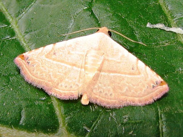 /filer/webapps/moths/media/images/G/gayneri_Eublemma_A_Goff.jpg