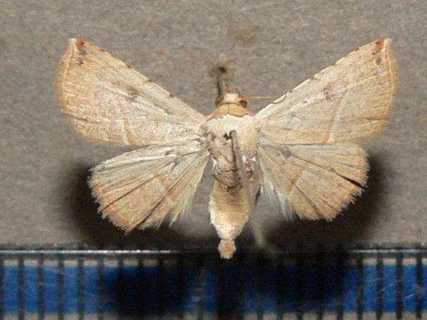 /filer/webapps/moths/media/images/G/gayneri_Eublemma_A_Goffa_02.JPG