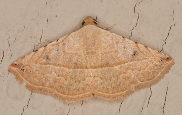 /filer/webapps/moths/media/images/G/gayneri_Eublemma_A_Heyns_01.jpg