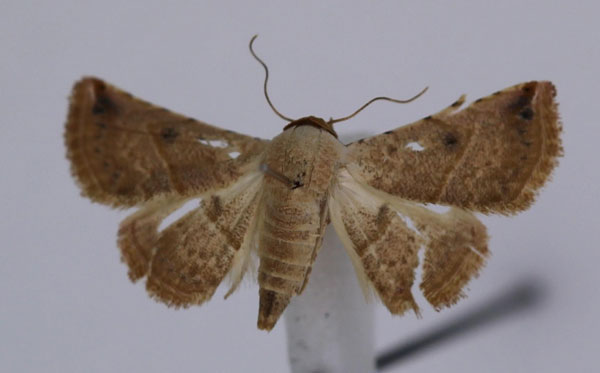 /filer/webapps/moths/media/images/G/gayneri_Eublemma_A_JMonks.jpg