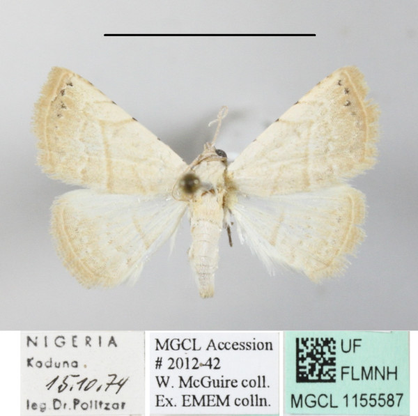 /filer/webapps/moths/media/images/G/gayneri_Eublemma_A_MGCLa_01.JPG