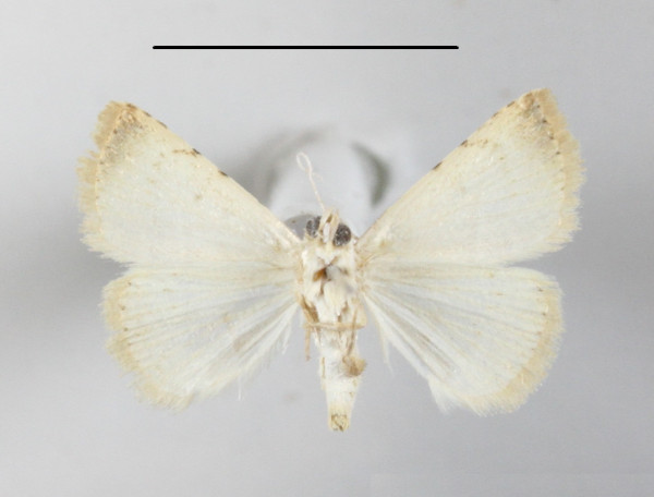 /filer/webapps/moths/media/images/G/gayneri_Eublemma_A_MGCLb_01.JPG
