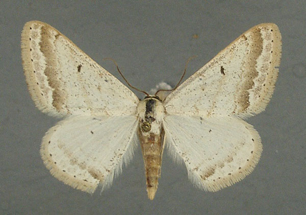 /filer/webapps/moths/media/images/G/gazellaria_Scopula_AF_TMSA.jpg