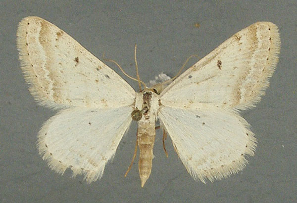 /filer/webapps/moths/media/images/G/gazellaria_Scopula_AM_TMSA.jpg