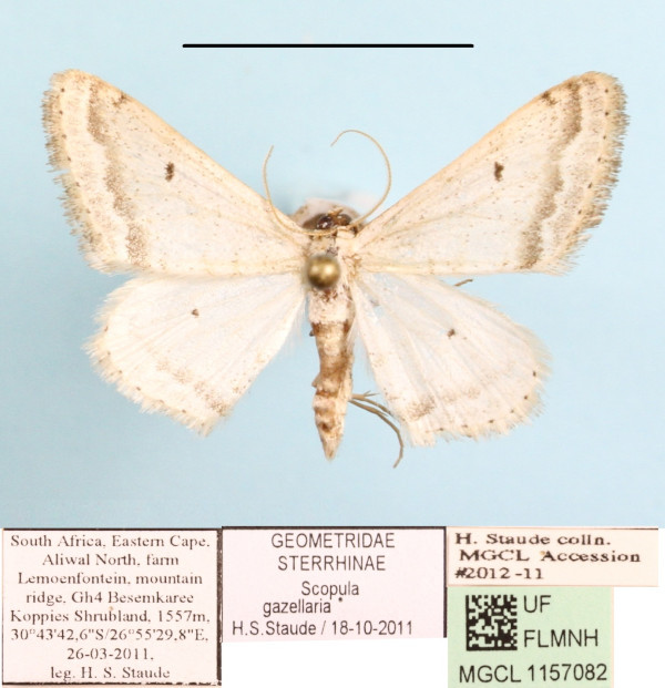 /filer/webapps/moths/media/images/G/gazellaria_Scopula_A_MGCLa_01.JPG