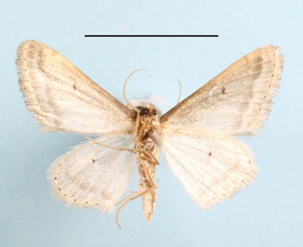 /filer/webapps/moths/media/images/G/gazellaria_Scopula_A_MGCLb_01.JPG
