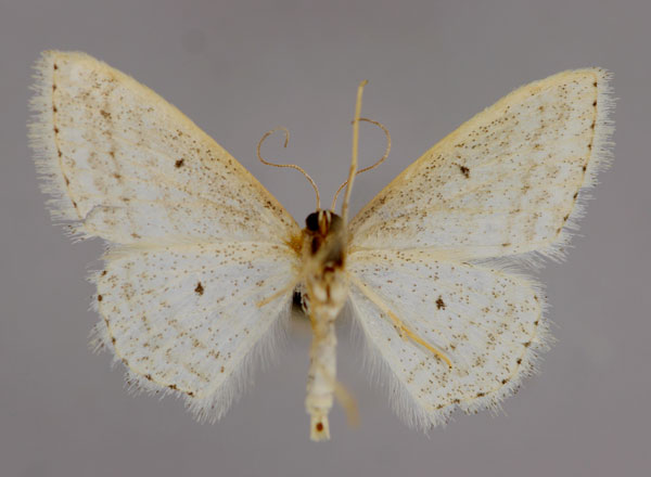 /filer/webapps/moths/media/images/G/gazellaria_Scopula_A_ZSM_02.jpg
