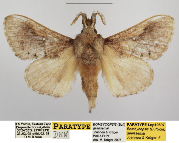 /filer/webapps/moths/media/images/G/geertsemai_Bombycopsis_PTM_TMSA_01.jpg