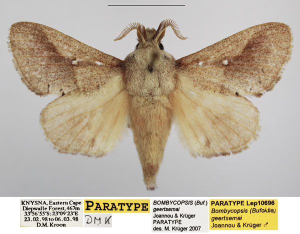 /filer/webapps/moths/media/images/G/geertsemai_Bombycopsis_PTM_TMSA_02.jpg