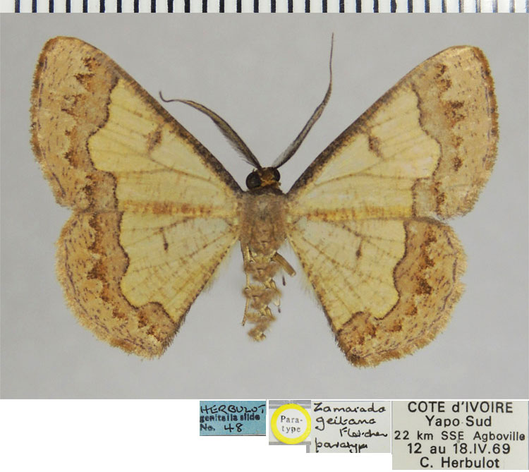 /filer/webapps/moths/media/images/G/geitaina_Zamarada_PTM_ZSMa.jpg