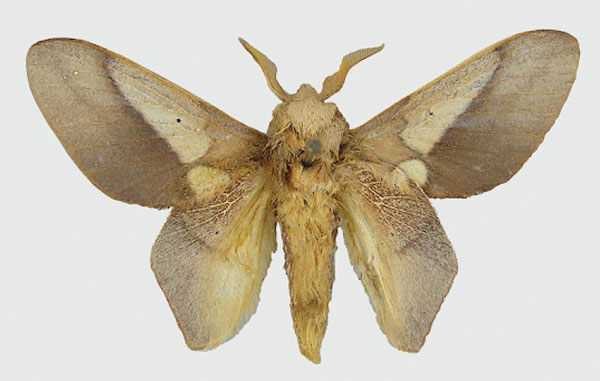 /filer/webapps/moths/media/images/G/gelata_Sonitha_HT_MNHN.jpg