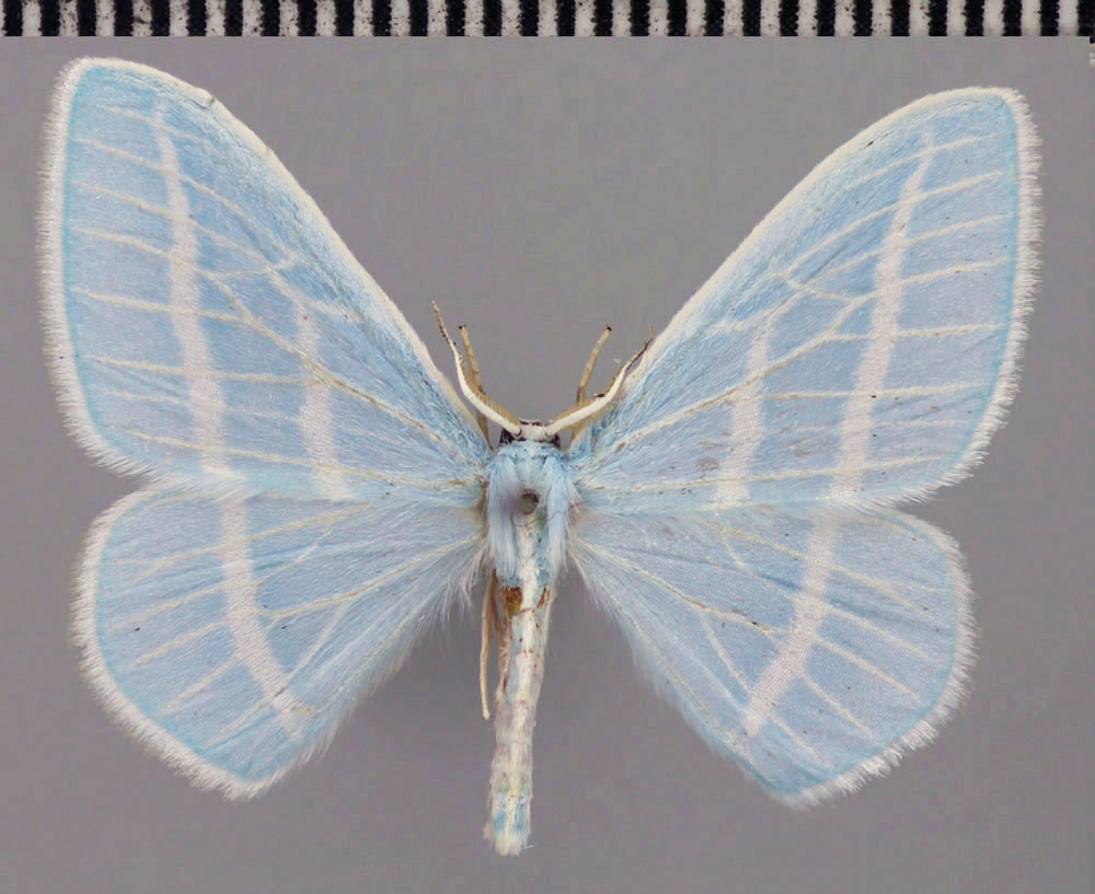 /filer/webapps/moths/media/images/G/gelbrechti_Trimetopia_HT_ZSM.jpg