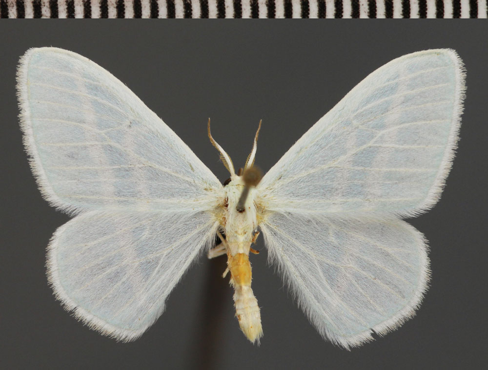/filer/webapps/moths/media/images/G/gelbrechti_Trimetopia_PTM_ZSM_01.jpg