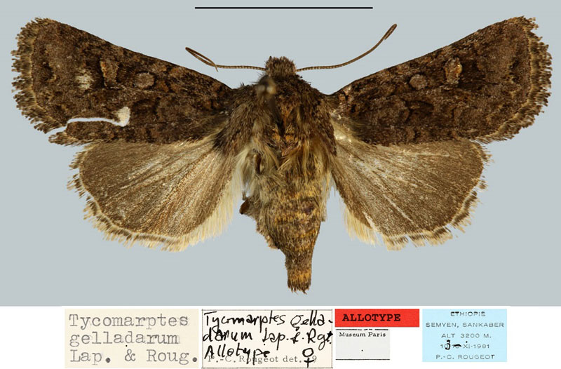 /filer/webapps/moths/media/images/G/gelladarum_Tycomarptes_AT_MNHN.jpg