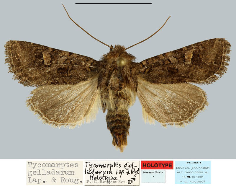 /filer/webapps/moths/media/images/G/gelladarum_Tycomarptes_HT_MNHN.jpg